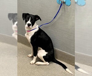 Mutt Dogs for adoption in Las Vegas, NV, USA