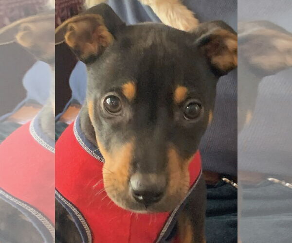 Medium Photo #5 Mutt Puppy For Sale in Chester, NJ, USA