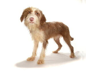 Sugar - Male Maltese-Poodle (Standard) Mix Dog for Adoption - Photo #3