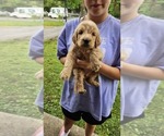 Puppy Martha Stewart Goldendoodle