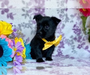Schipperke-Yorkshire Terrier Mix Puppy for sale in LANCASTER, PA, USA
