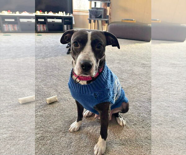 Medium Photo #1 Mutt Puppy For Sale in GILBERTS, IL, USA