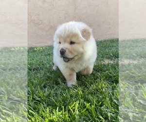 Chow Chow Dog for Adoption in PASADENA, California USA