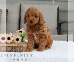 Small #2 Goldendoodle (Miniature)
