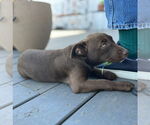 Small #3 Dachshund-Labrador Retriever Mix