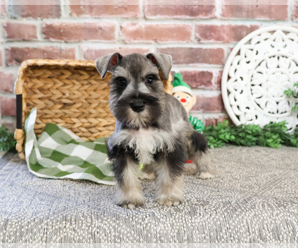 Medium Photo #3 Schnauzer (Miniature) Puppy For Sale in SYRACUSE, IN, USA