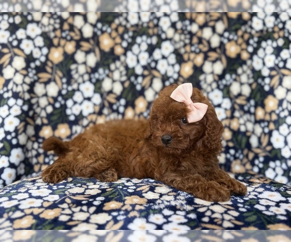 Medium Photo #2 Cavapoo (Miniature) Puppy For Sale in LAKELAND, FL, USA