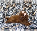 Small #1 Cavapoo (Miniature)