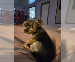 Mother of the Yorkshire Terrier puppies born on 04/26/2026