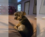 Small Photo #1 Yorkshire Terrier Puppy For Sale in MARINETTE, WI, USA