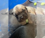 Puppy Cardi B Cane Corso