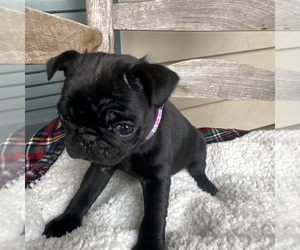 Pug Puppy for sale in MONTGOMERY, AL, USA