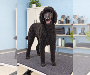 Poodle (Standard) Dogs for adoption in Pacolet, SC, USA