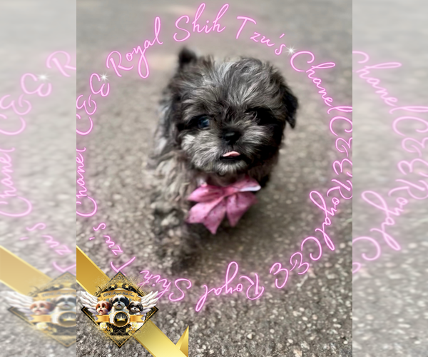 Medium Photo #4 Shih Tzu Puppy For Sale in ATHENS, GA, USA