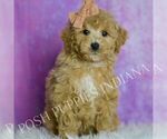 Small #1 Poodle (Miniature)