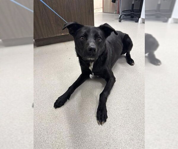 Medium Photo #2 Pointer-Siberian Husky Mix Puppy For Sale in Fairbanks, AK, USA