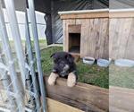Small Photo #5 German Shepherd Dog Puppy For Sale in HIDDENITE, NC, USA