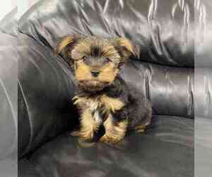 Yorkshire Terrier Puppy for sale in EVERETT, PA, USA
