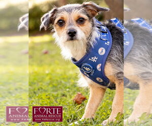 Molly - Female Mutt Dog for Adoption - Photo #3