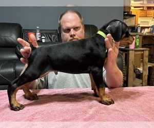 Doberman Pinscher Puppy for Sale in GREENSBURG, Kentucky USA