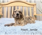 Small Photo #13 Great Dane Puppy For Sale in BIG CANOE, GA, USA