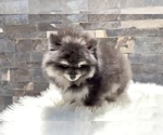 Small Pomeranian