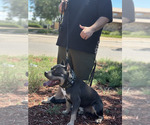 Small #5 American Bully