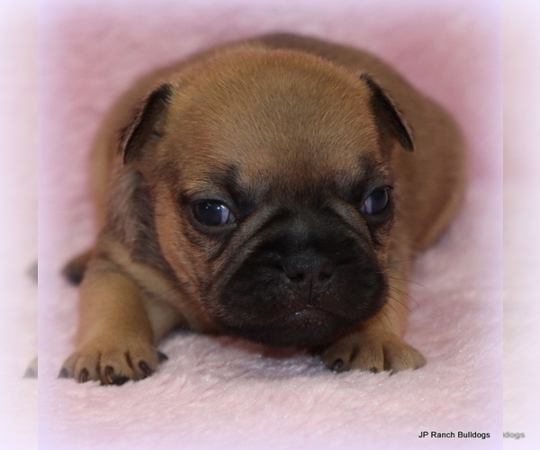 Medium Photo #18 French Bulldog Puppy For Sale in WINNSBORO, TX, USA