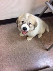 Great Pyrenees Puppy for sale in SANDWICH, IL, USA