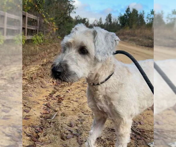Medium Photo #7 - Mix Puppy For Sale in Tarrytown, GA, USA