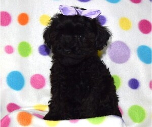 YorkiePoo Puppy for sale in BARNESVILLE, KS, USA