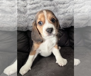 Beagle Puppy for Sale in WATERFORD, Ohio USA