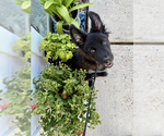 Small German Shepherd Dog Mix