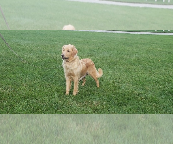 Medium Photo #1 Goldendoodle (Miniature) Puppy For Sale in MILLERSBURG, OH, USA