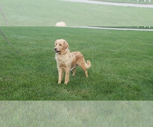 Mother of the Goldendoodle (Miniature) puppies born on 06/17/2026