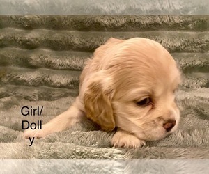 Cocker Spaniel Dogs for adoption in SUMTER, SC, USA