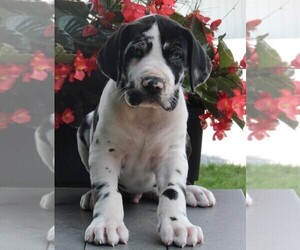Great Dane Puppy for sale in FREDERICKSBURG, OH, USA