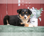 Puppy Guff Border Collie-English Shepherd Mix