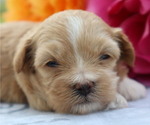 Small #5 ShihPoo