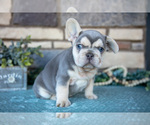 Small #1 French Bulldog