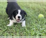 Puppy Plankton Border Collie