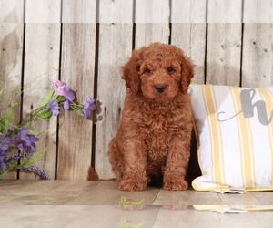 Goldendoodle Puppy for sale in MOUNT VERNON, OH, USA