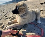 Small Photo #3 Anatolian Shepherd Puppy For Sale in AGOURA HILLS, CA, USA