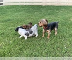 Small Photo #30 Shorkie Tzu Puppy For Sale in EDMOND, OK, USA