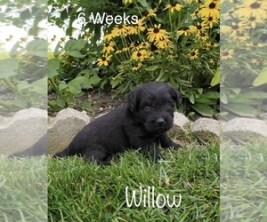 Miniature Labradoodle Puppy for sale in CLARE, MI, USA