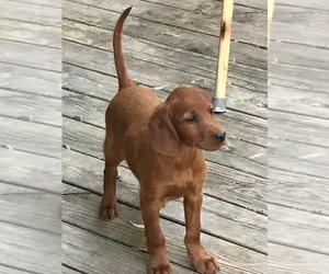 Irish Setter Puppy for sale in WICHITA, KS, USA