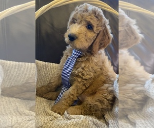 Goldendoodle-Irish Doodle Mix Puppy for Sale in CHARLOTTESVILLE, Virginia USA