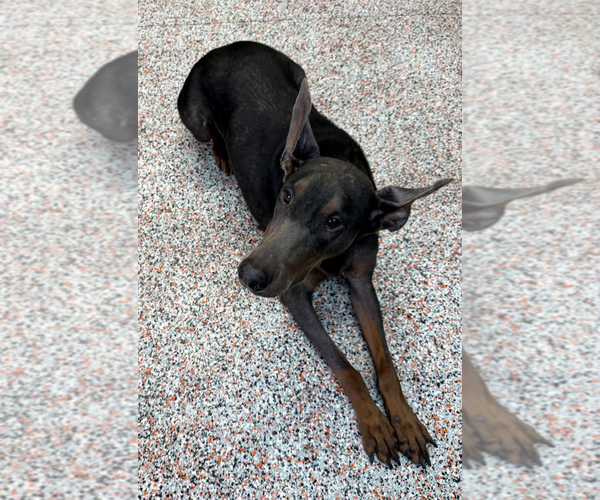 Medium Photo #3 Doberman Pinscher Puppy For Sale in Buffalo, MN, USA