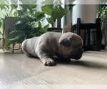 Small Photo #5 French Bulldog Puppy For Sale in WEST ORANGE, NJ, USA