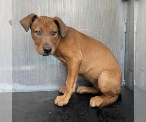 Mutt Dogs for adoption in San Antonio, TX, USA